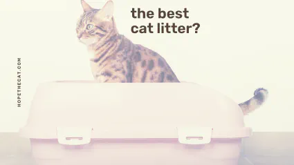 Which cat litter is best?