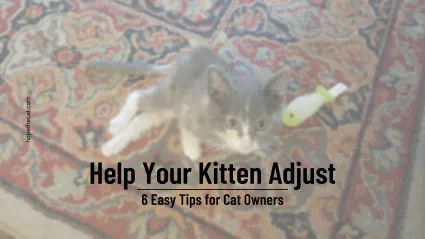 Make your new kitten feel home