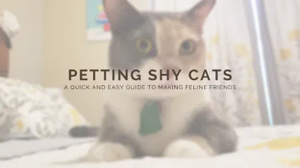 How to Pet A Shy Cat