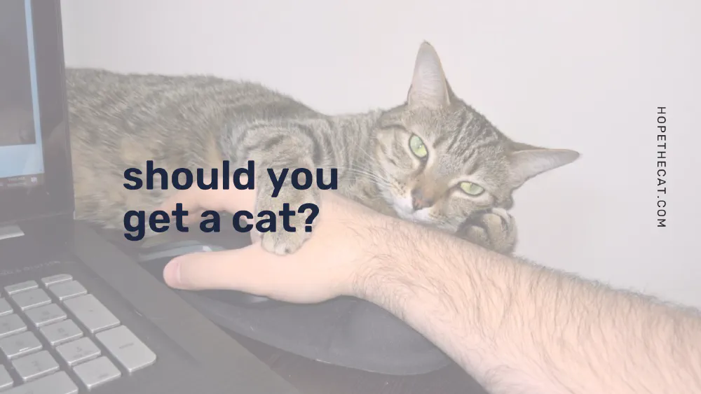 Should you get a cat?
