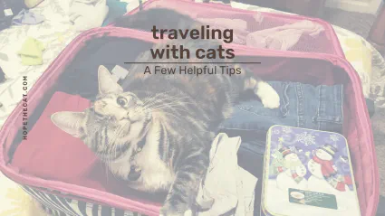 7 Travel Tips Every Cat Owner Should Know